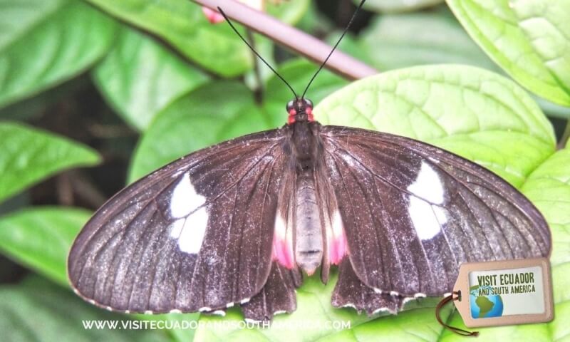 butterfly farm mindo (1)