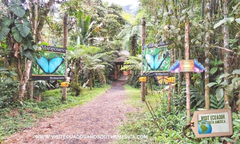 butterfly farm mindo (1)