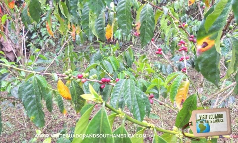 Coffee Tour Mindo 