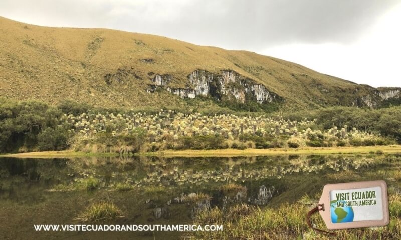 Polylepis Lodge El Angel Ecological reserve Ecuador (14)