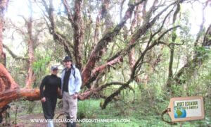 Polylepis Lodge El Angel Ecological reserve Ecuador