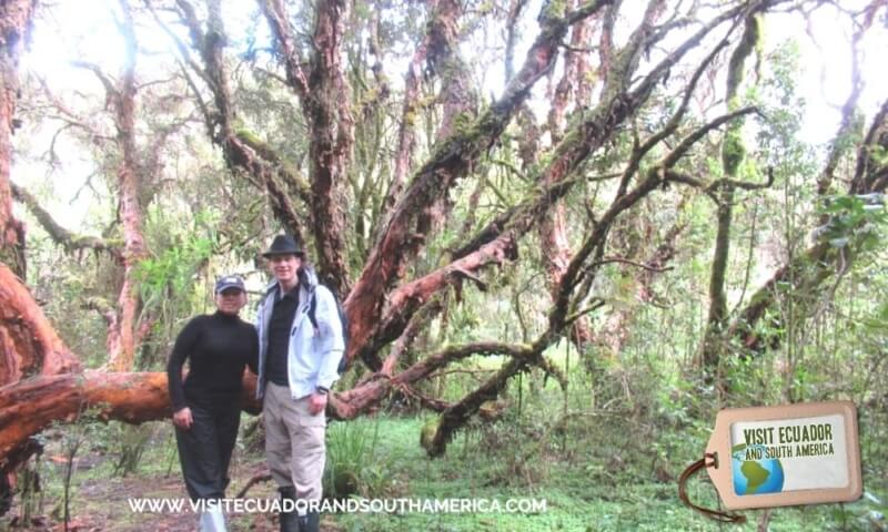 Polylepis Lodge El Angel Ecological reserve Ecuador 