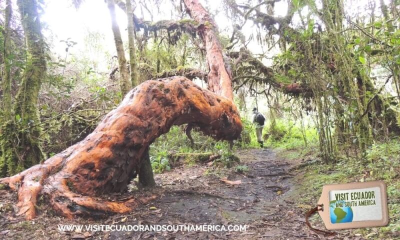 Polylepis Lodge El Angel Ecological reserve Ecuador (14)