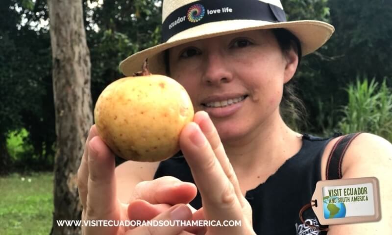 Guayaba or guava fruit (3)