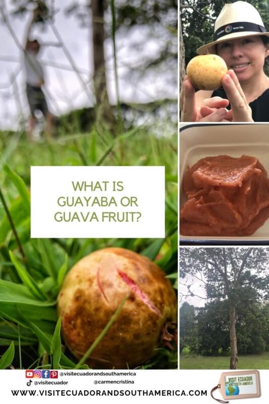 What is guayaba or guava fruit - Visit Ecuador and South America