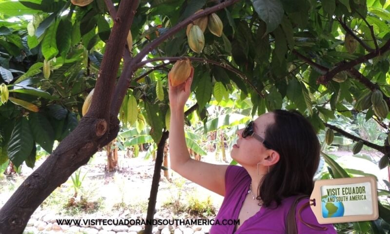 cacao