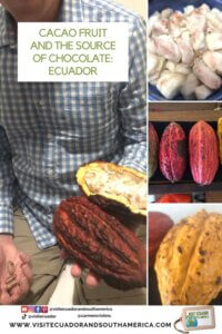 cacao fruit