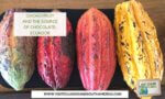 cacao fruit