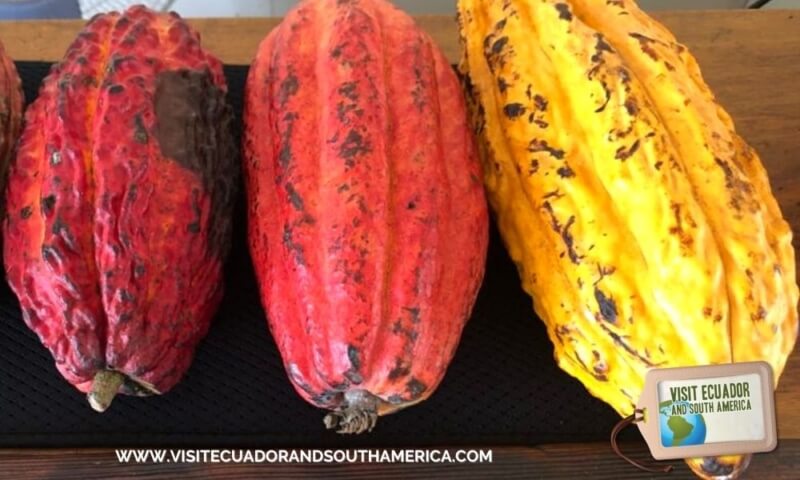 cacao fruit