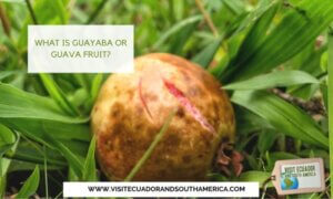 guayaba guava fruit
