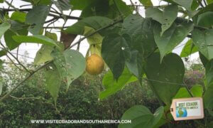 Ecuadorian fruit Ecuador Must East Granadilla (3)