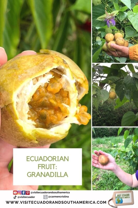 Ecuadorian fruit Ecuador Must East Granadilla (3)