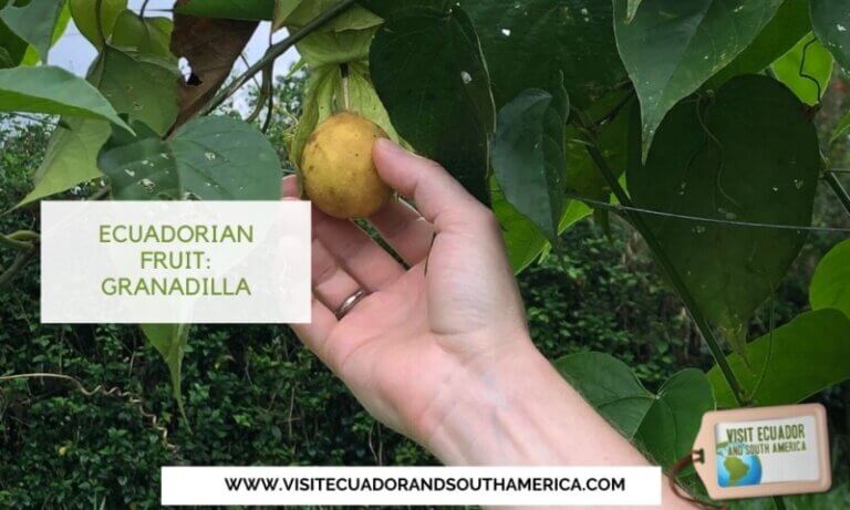 Ecuadorian fruit Ecuador Must East Granadilla (3)