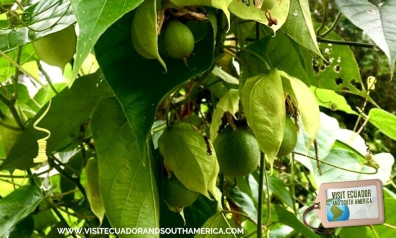 Ecuadorian fruit Ecuador Must East Granadilla (3)