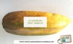 Ecuadorian fruit babaco (3)
