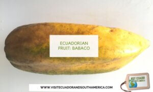 Ecuadorian fruit babaco (3)