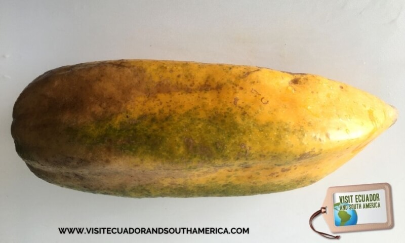 Ecuadorian fruit: babaco -