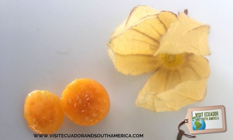 Ecuadorian fruit uvilla exotic fruit golden berry (3)