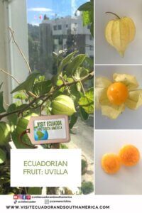 Ecuadorian fruit uvilla exotic fruit golden berry (3)