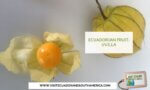 Ecuadorian fruit uvilla exotic fruit golden berry (3)