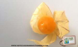 Ecuadorian fruit uvilla exotic fruit golden berry (3)