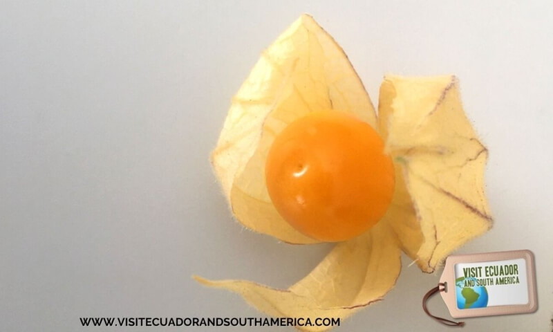 Ecuadorian fruit uvilla exotic fruit golden berry (3)