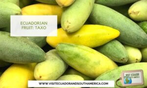 Taxo Ecuador Ecuadorian fruit (3)