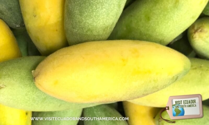 Taxo Ecuador Ecuadorian fruit (4)