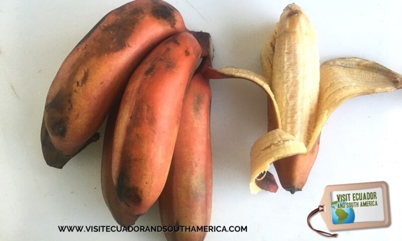 red banana Ecuador