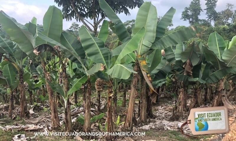 banana Ecuador Ecuadorian fruit (2)