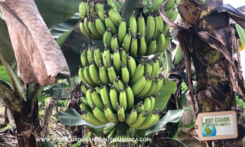 banana Ecuador Ecuadorian fruit (2)