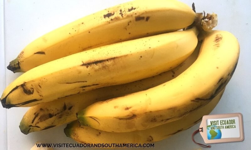 banana Ecuador Ecuadorian fruit (2)