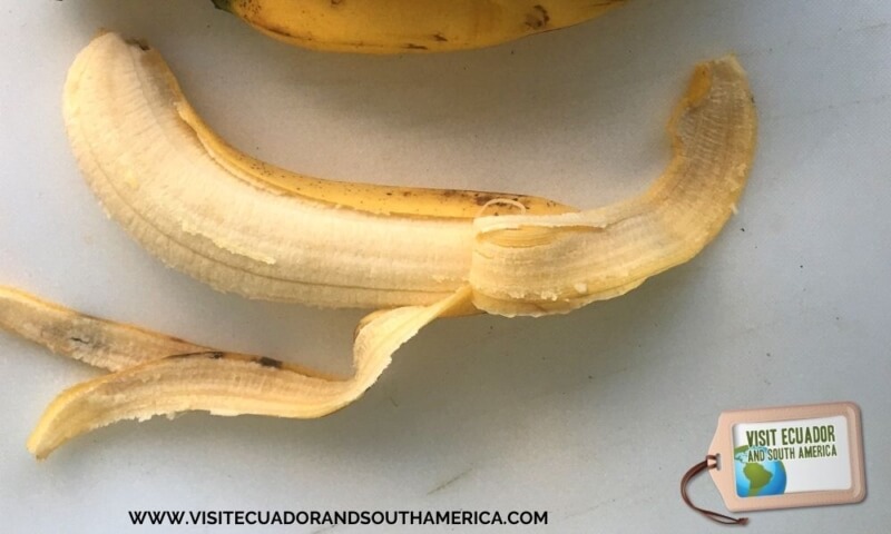 banana Ecuador