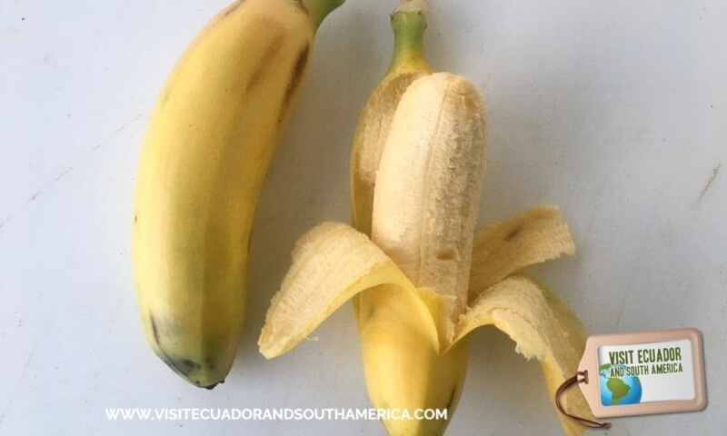 baby banana Ecuador