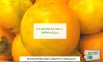 naranjilla ecuadorian fruit ecuador fruits (1)