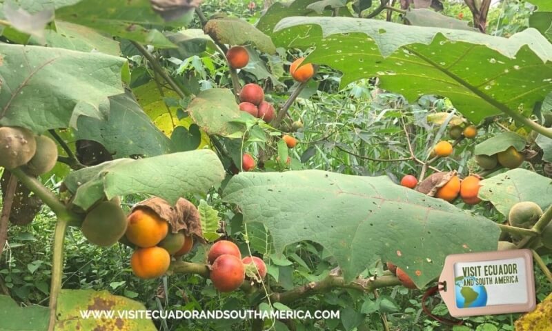 Naranjilla Orange fruit (11 pack) Lulo fruit fruta fresca Fresh Solanum  quitoense lulo Exotic fruit food