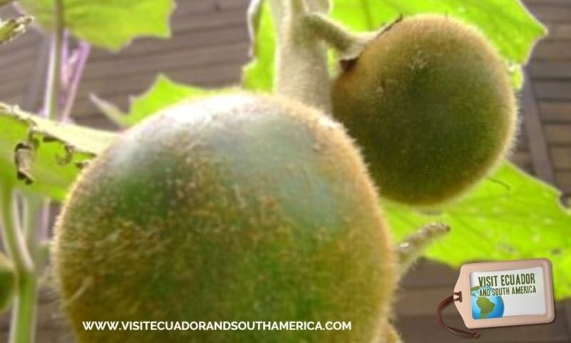 naranjilla ecuadorian fruit ecuador fruits (5)