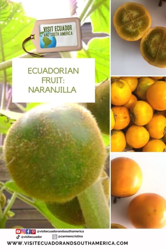 naranjilla ecuadorian fruit ecuador fruits (1)