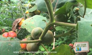naranjilla ecuadorian fruit ecuador fruits (8)