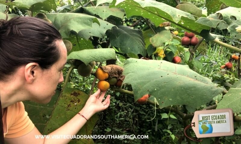 naranjilla ecuadorian fruit ecuador fruits (8)