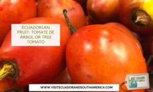 tomate de arbol tree tomato