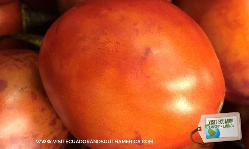 tomate de arbol tree tomato (4)