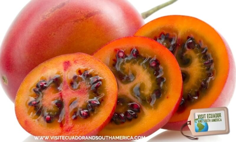 tomate de arbol tree tomato (4)