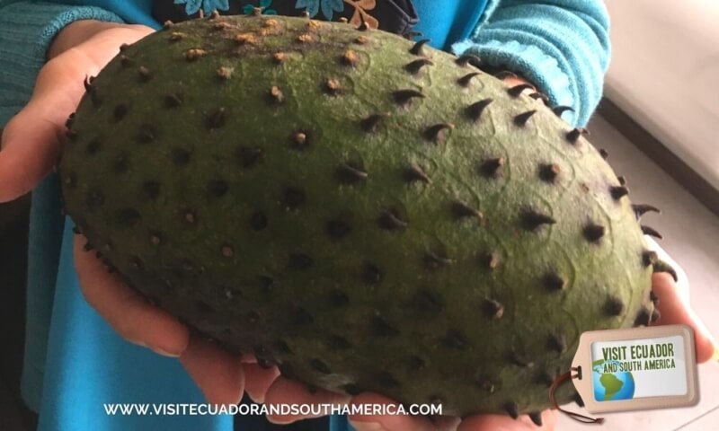 Ecuadorian fruit guanabana ecuador (3)