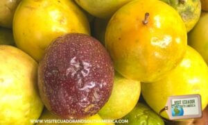 Ecuadorian fruit maracuya passion fruit (3)