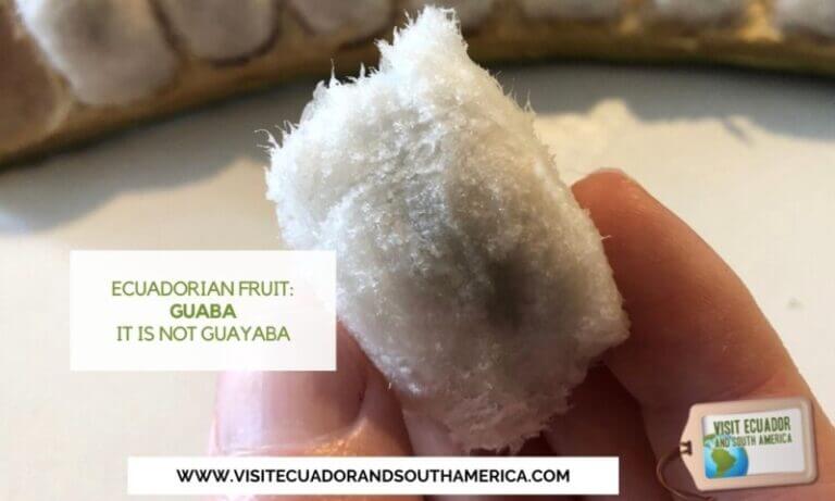 guava ecuadorian fruit (7)