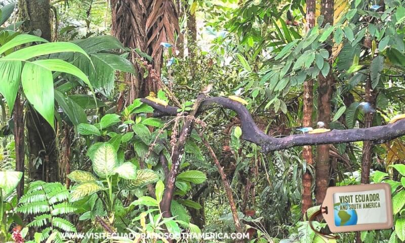 Mirador del Rio Blanco choco visitecuadorandsouthamerica (1)