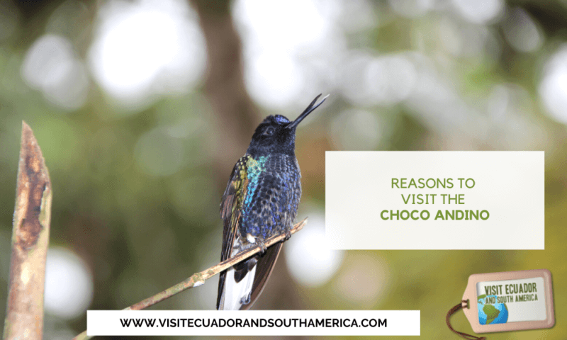 Reasons to Visit the Choco Andino