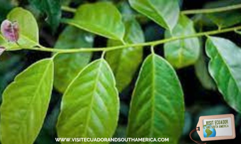 Herbal infusion from Ecuador Guayusa (5)