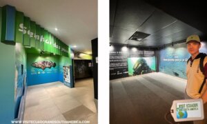 AquaRio marine aquarium experience in Rio de Janeiro (2)